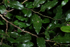 (c) Greg Tasney, some rights reserved (CC BY-SA) Cryptocarya erythroxylon, photograph (c) Greg Tasney, some rights reserved (CC BY-SA)