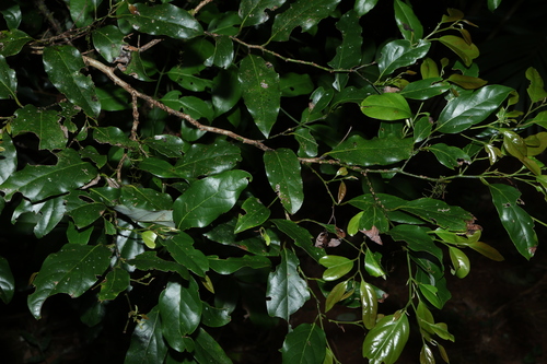 Cryptocarya erythroxylon, photograph 3