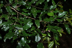 (c) Greg Tasney, some rights reserved (CC BY-SA) Cryptocarya erythroxylon, photograph (c) Greg Tasney, some rights reserved (CC BY-SA)