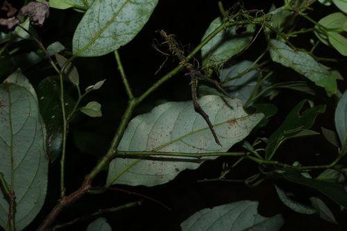 Cryptocarya erythroxylon, photograph 4