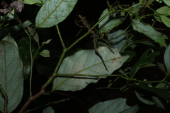 (c) Greg Tasney, some rights reserved (CC BY-SA) Cryptocarya erythroxylon, photograph (c) Greg Tasney, some rights reserved (CC BY-SA)