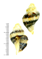 Ceratostoma rorifluum