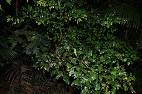 Cryptocarya erythroxylon, photograph 5
