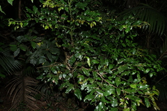 (c) Greg Tasney, some rights reserved (CC BY-SA) Cryptocarya erythroxylon, photograph (c) Greg Tasney, some rights reserved (CC BY-SA)