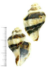 Ceratostoma rorifluum