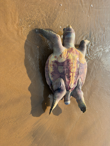 Olive Ridley Sea Turtle