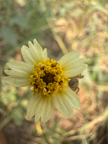 Tridax Daisy