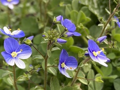 Veronica syriaca