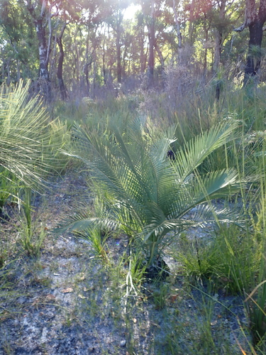 Zamia Palm (Macrozamia riedlei)