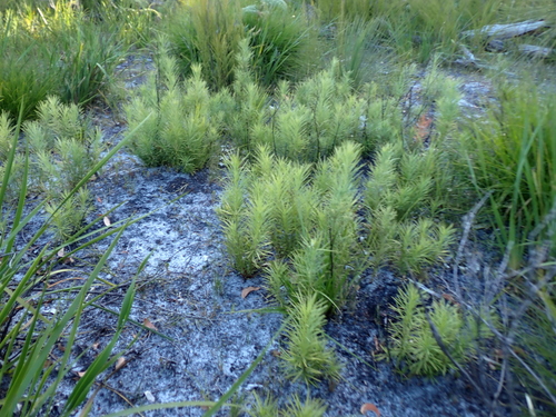 emu berry (Podocarpus drouynianus)