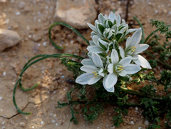 Ornithogalum trichophyllum