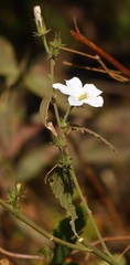 Hibiscus hirtus