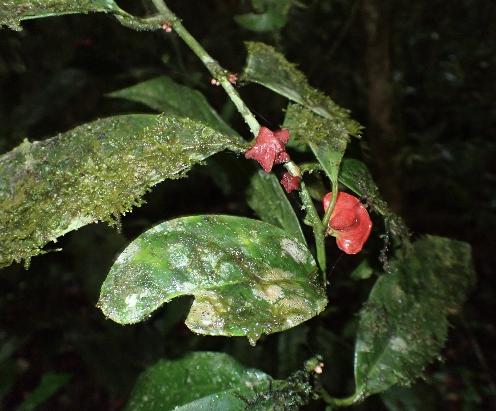 Heisteria cauliflora