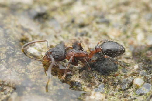 Temnothorax leigongTemnothorax leigong