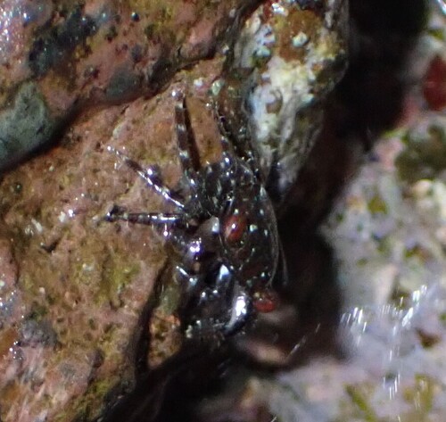 Pachygrapsus planifrons, 2026-02-20