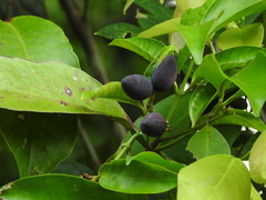 Kopsia arborea