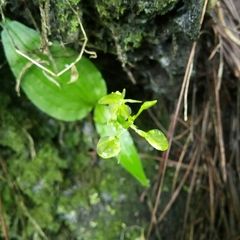 Liparis javanica