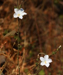 Hibiscus hirtus