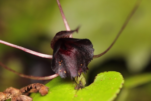 iridescent corybas (Corybas iridescens)