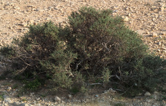 Haloxylon scoparium