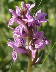 Dactylorhiza russowii