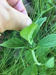 Leucas martinicensis