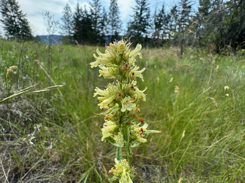 Yellow Beardtongue (Penstemon confertus)