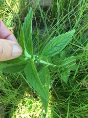 Leucas martinicensis