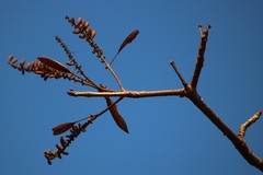 Hymenodictyon obovatum