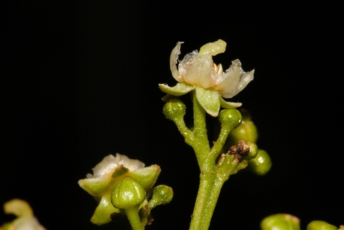 Filicium decipiens