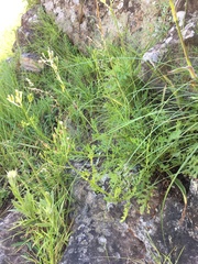 Senecio subrubriflorus