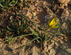 Gagea reticulata