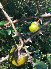 Solanum aculeastrum