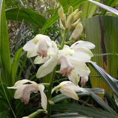 Phaius flavus