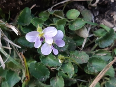 Viola nagasawae