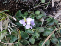 Viola nagasawae