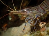 Common Prawn - Photo (c) Stefan, some rights reserved (CC BY-NC), uploaded by Stefan