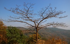 Hymenodictyon obovatum