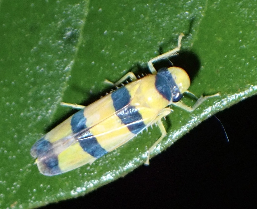 Cardioscarta quadrifasciata