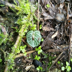 Corybas imperatorius