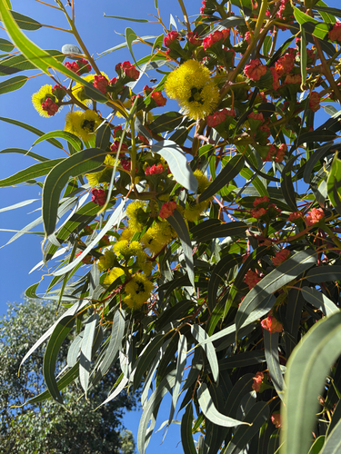 red-capped gum (Eucalyptus erythrocorys)