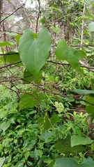 Dioscorea maciba image