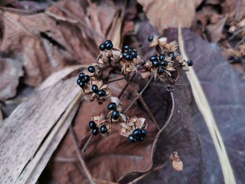 Tetradium glabrifolium