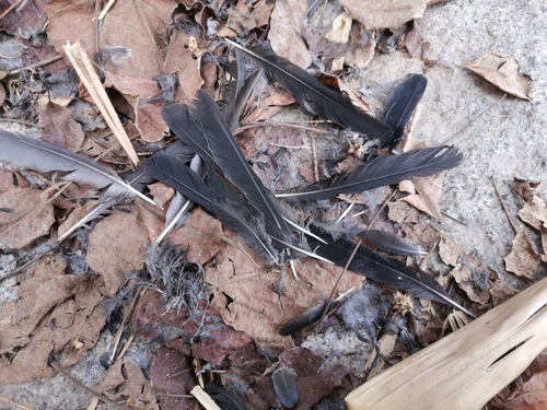 Chinese Blackbird