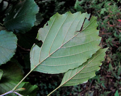 Phyllactinia alnicola