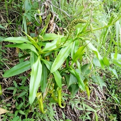 Nepenthes gymnamphora