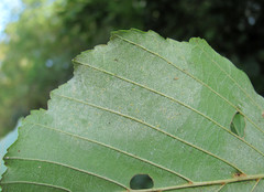 Phyllactinia alnicola