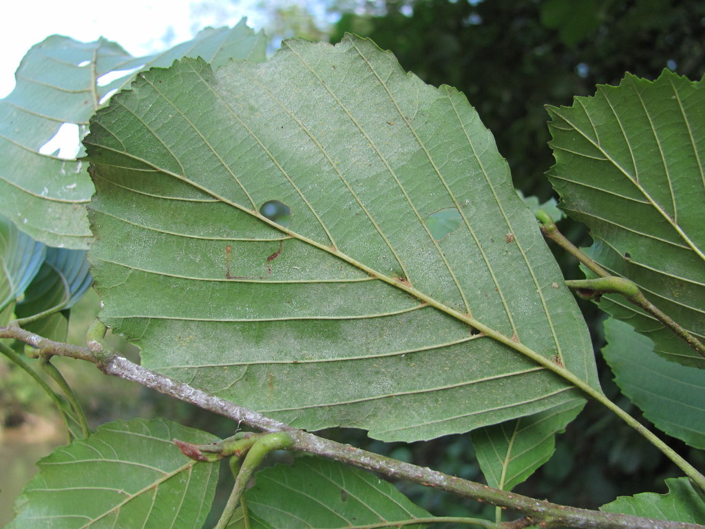 Phyllactinia alnicola