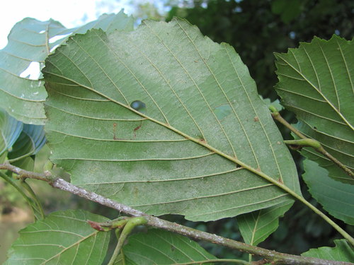 Phyllactinia alnicola in life
