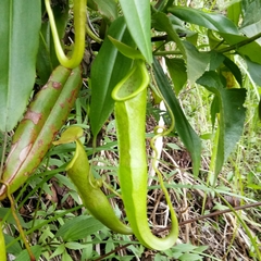 Nepenthes gymnamphora